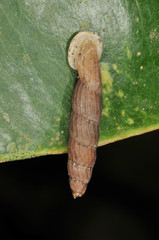 Nenia tridens