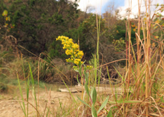 Solidago juliae