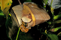 Parthena acutangula