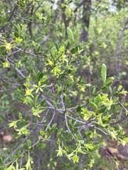 Vangueria triflora