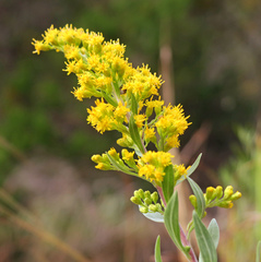 Solidago juliae