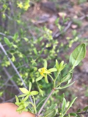 Vangueria triflora