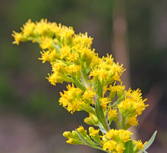 Solidago juliae