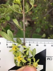 Vangueria triflora