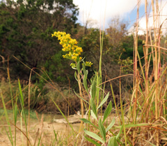 Solidago juliae
