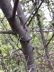 Vangueria triflora