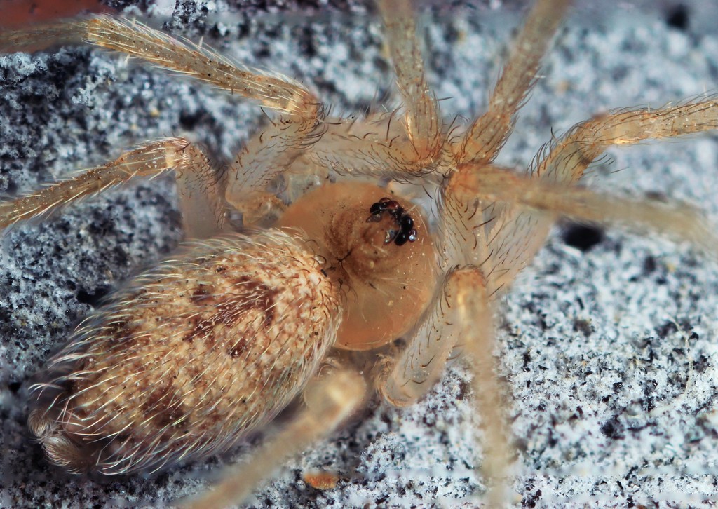 Oecobius cellariorum