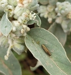 Agrilus lacustris