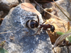 Camponotus sylvaticus
