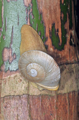 Parthena acutangula