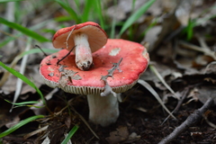 Russula lepida