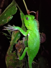 Gonocephalus chamaeleontinus