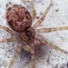 Wall Spider - Photo (c) Óscar Mendez, some rights reserved (CC BY-NC), uploaded by Óscar Mendez