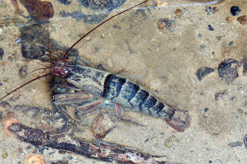 Camacuto shrimp