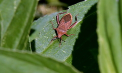 Athaumastus
