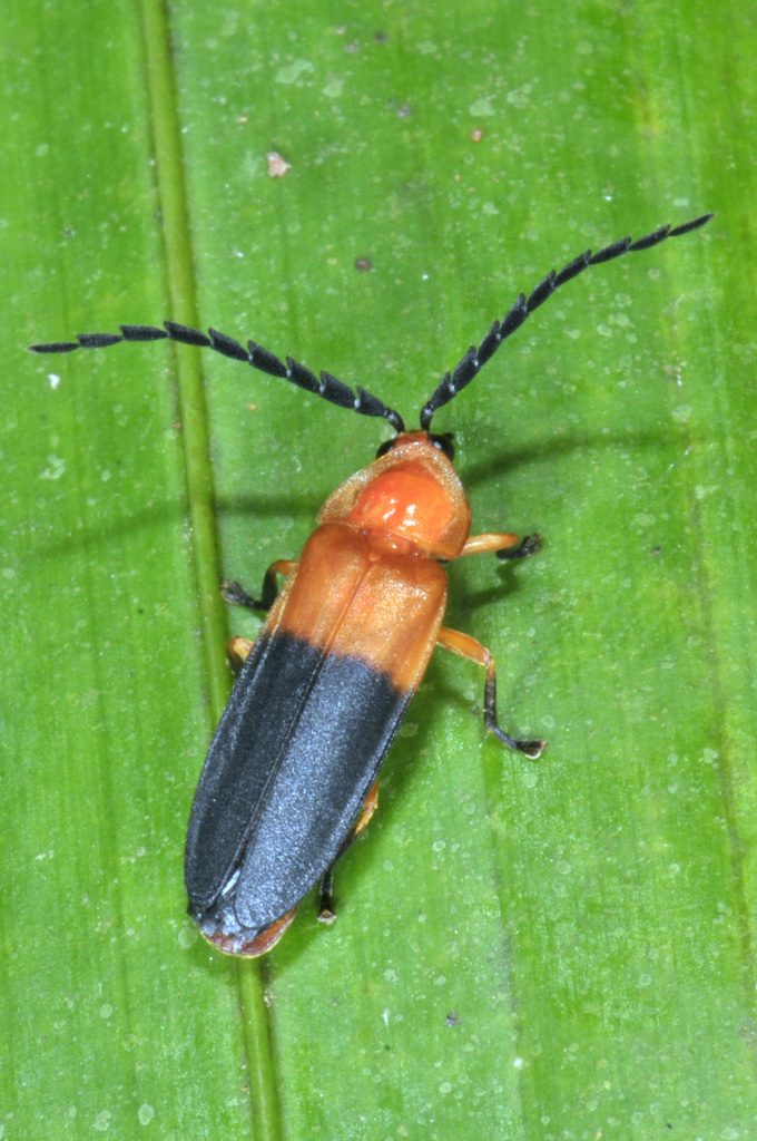 Rufolychnia borencona