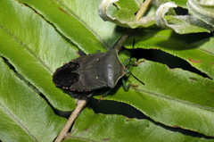 Piezosternum subulatum