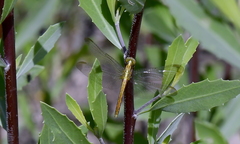 Erythrodiplax atroterminata