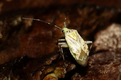 Taedia marmorata