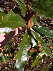 Quercus × comptoniae