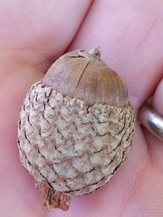 Quercus × comptoniae