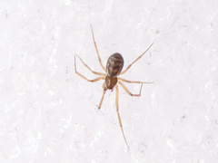 Neriene clathrata