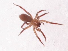 Cicurina cicur