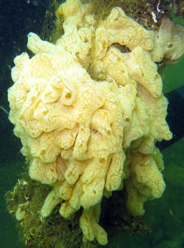 Carpet Sea Squirt, Ponton, Thau, France, photo 7 of 10