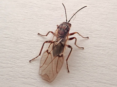 Cynips quercusfolii