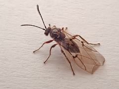 Cynips quercusfolii