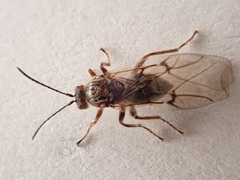 Cynips quercusfolii