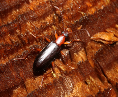 Statira pluripunctata
