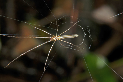 longjawed orb weavers