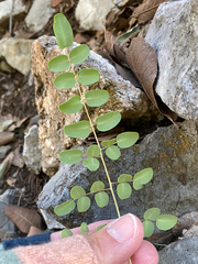 Pellaea intermedia