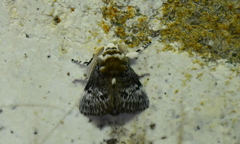 Podalia nigricostata