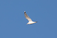 Larus argentatus