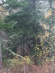 Bubo virginianus lagophonus