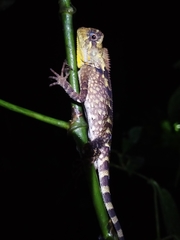 Gonocephalus kuhlii