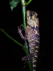 Gonocephalus kuhlii