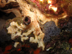 Polysyncraton bilobatum