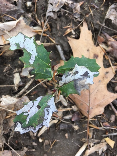 American Holly Leafminer photo 5