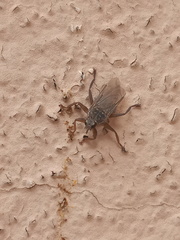 Pseudolynchia canariensis