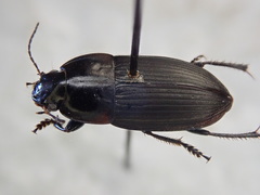 Anisodactylus rusticus