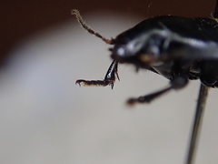 Anisodactylus rusticus