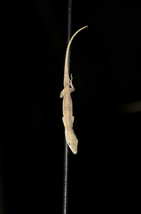 Anolis occultus