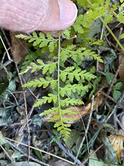Cystopteris reevesiana