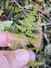 Cystopteris reevesiana