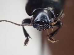 Anisodactylus rusticus