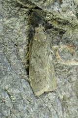 Phaeosaces apocrypta