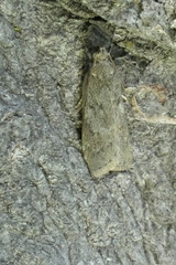 Phaeosaces apocrypta